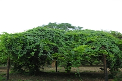 Diploclisia glaucescens